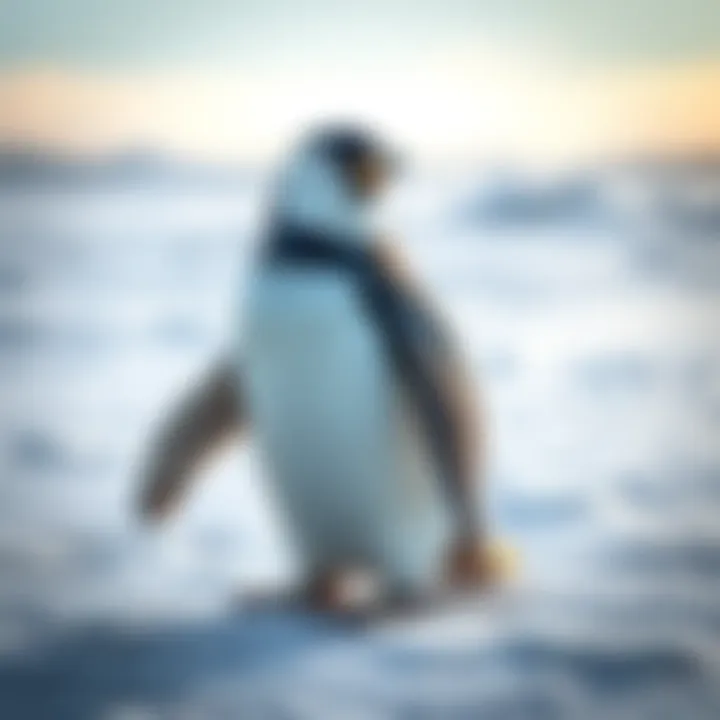 Charming penguin on ice A cute penguin standing on a snowy surface, showcasing its charming appearance with flippers and a distinctive black and white coat.