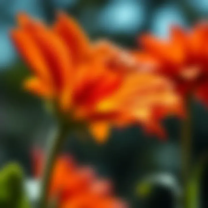 A vivid flower photographed in natural sunlight, highlighting its colors and details.