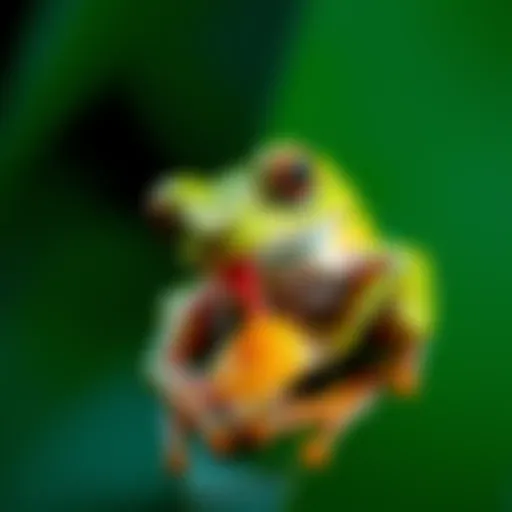 A Malayan leaf frog, also known as the long nose horned frog, catching its meal with its long tongue.