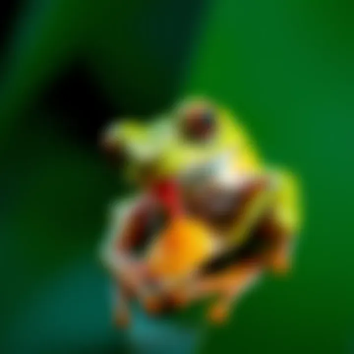 A Malayan leaf frog, also known as the long nose horned frog, catching its meal with its long tongue.